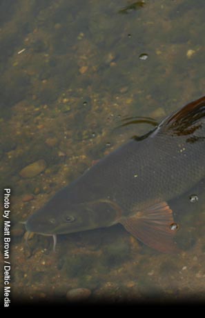 Peregrine GTx Barbel Rod