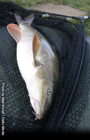 Peregrine 12ft GTi Barbel Rod