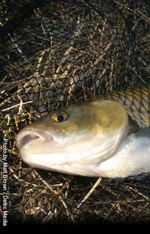Peregrine 11ft Avon Barbel Rod