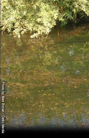 Coarse Fishing Bath