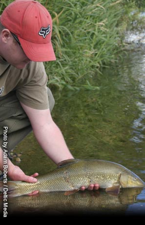 Peregrine Stepped Up Avon Barbel & Specialist Rod