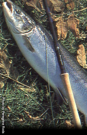 Peregrine Salmon Rods