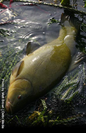Peregrine 4 Piece Avon Rod